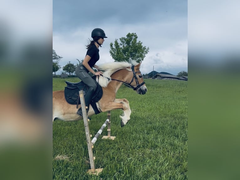 Haflinger Mix Stute 9 Jahre 135 cm Fuchs in Frasdorf