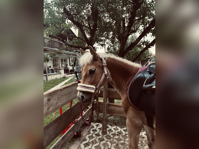 Haflinger Mix Stute 9 Jahre 135 cm Fuchs in Frasdorf