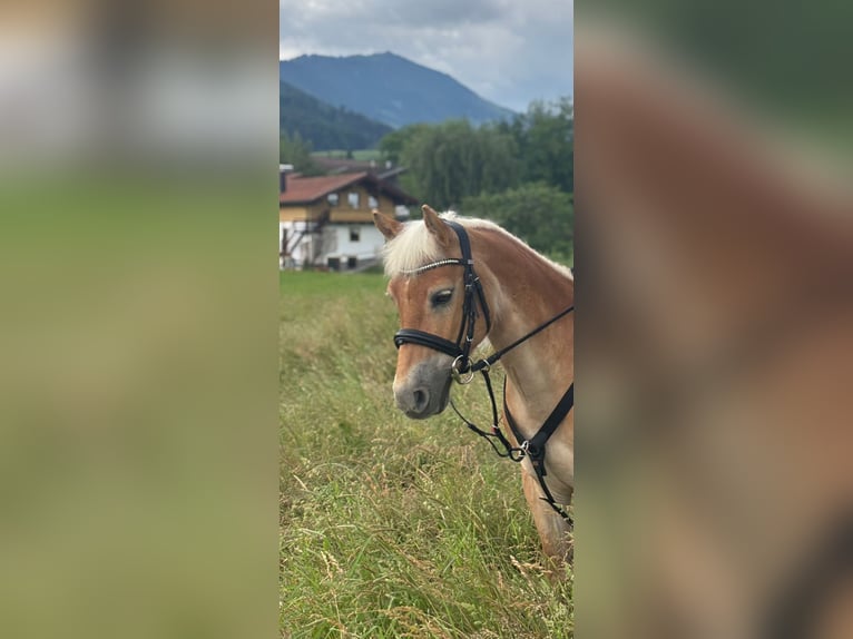 Haflinger Mix Stute 9 Jahre 135 cm Fuchs in Frasdorf