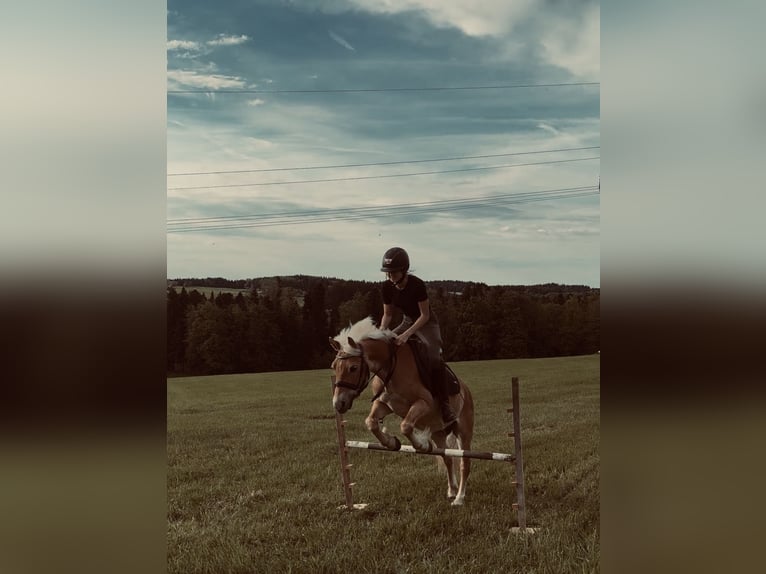 Haflinger Mix Stute 9 Jahre 135 cm Fuchs in Frasdorf