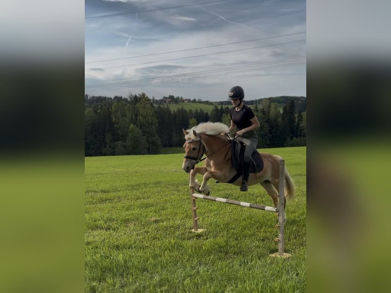Haflinger Mix Stute 9 Jahre 135 cm Fuchs in Frasdorf