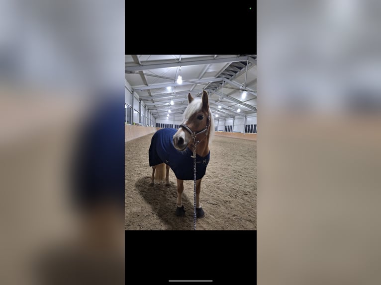 Haflinger Stute 9 Jahre 142 cm  in Aspach