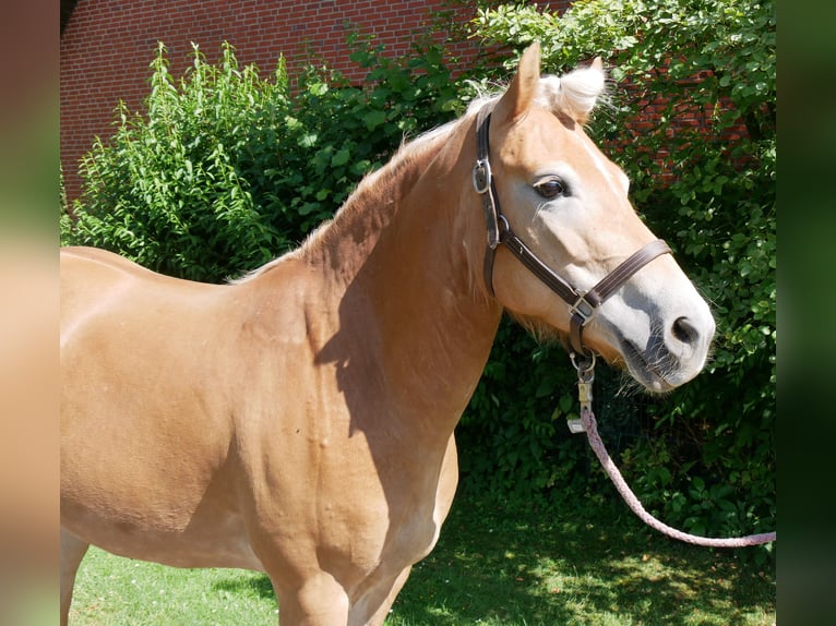 Haflinger Stute 9 Jahre 144 cm Fuchs in Dorsten
