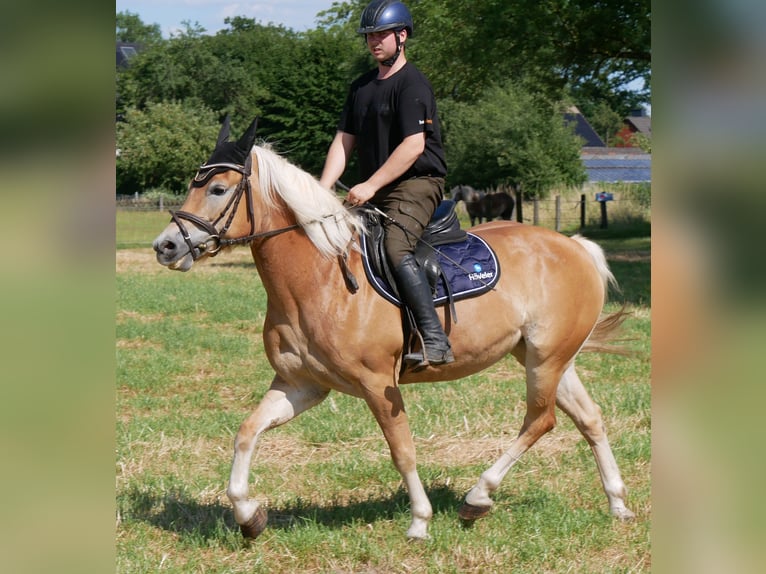 Haflinger Stute 9 Jahre 144 cm Fuchs in Dorsten