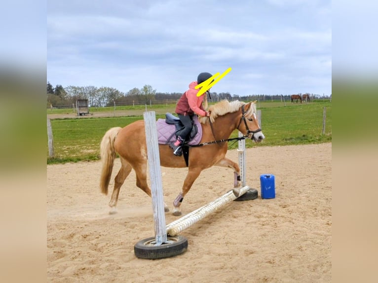 Haflinger Stute 9 Jahre 145 cm Falbe in Mühlen Eichsen