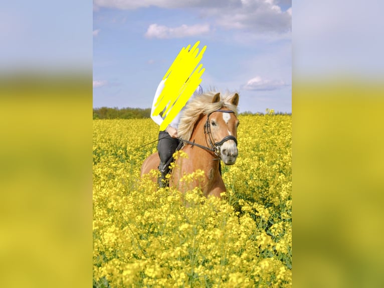 Haflinger Stute 9 Jahre 145 cm Falbe in Mühlen Eichsen