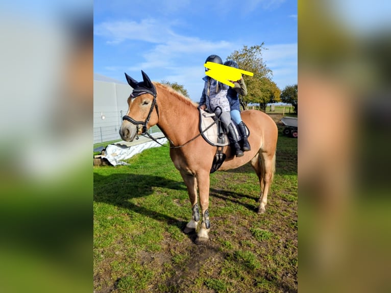 Haflinger Stute 9 Jahre 145 cm Falbe in Mühlen Eichsen