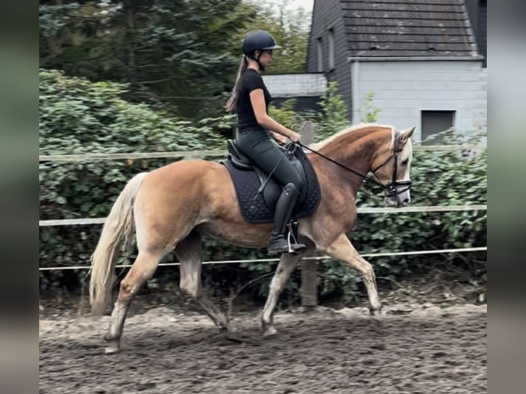 Haflinger Stute 9 Jahre 146 cm Fuchs in Oberhausen