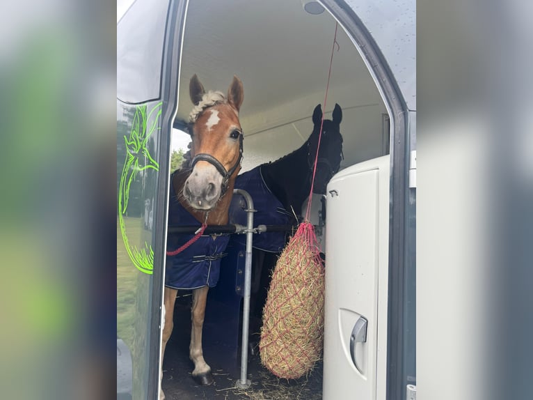 Haflinger Stute 9 Jahre 147 cm Fuchs in GrevenGreven