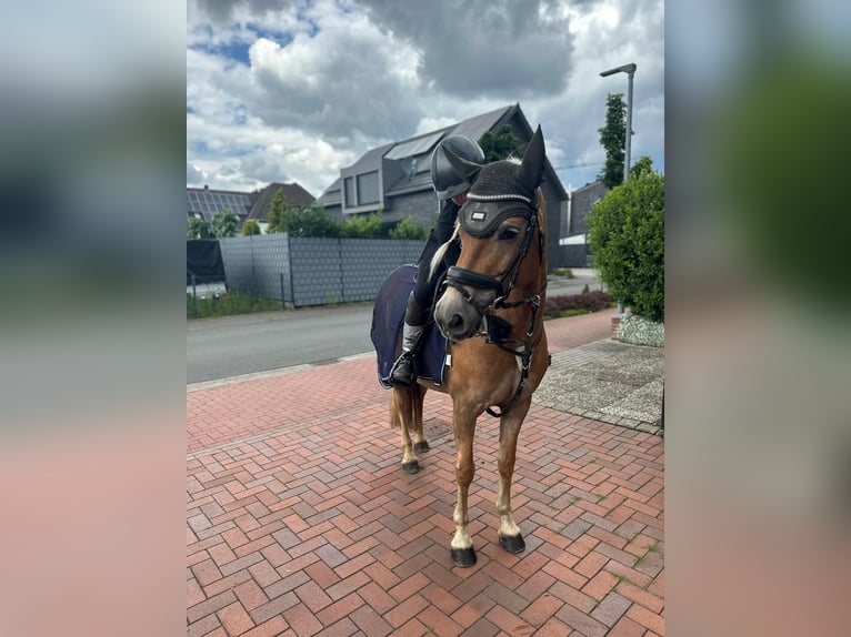 Haflinger Stute 9 Jahre 147 cm Fuchs in GrevenGreven