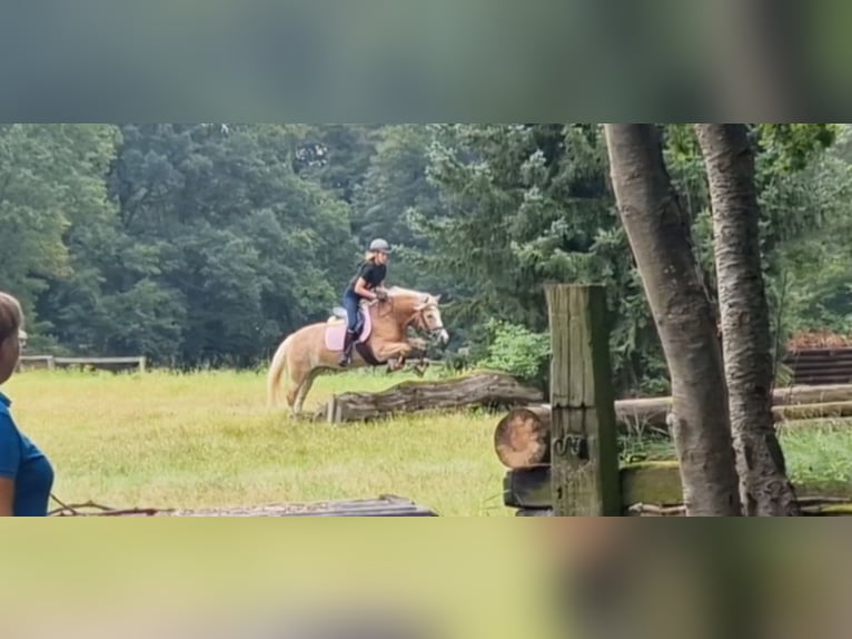 Haflinger Stute 9 Jahre 147 cm Fuchs in Laatzen