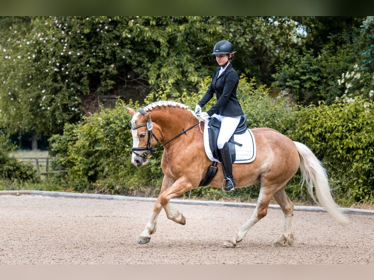 Haflinger Stute 9 Jahre 147 cm Fuchs in Laatzen