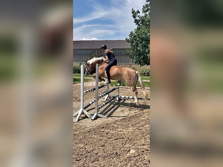 Haflinger Stute 9 Jahre 147 cm Fuchs in Laatzen