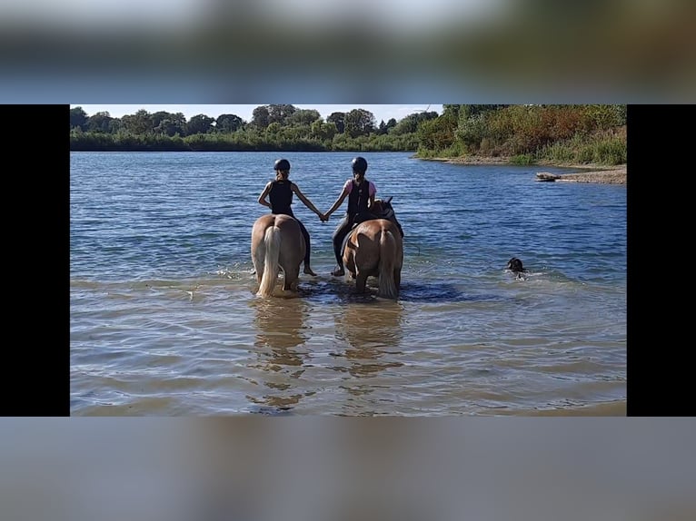 Haflinger Stute 9 Jahre 147 cm Fuchs in Laatzen