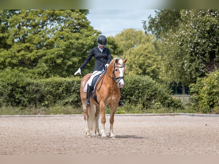 Haflinger Stute 9 Jahre 147 cm Fuchs in Laatzen