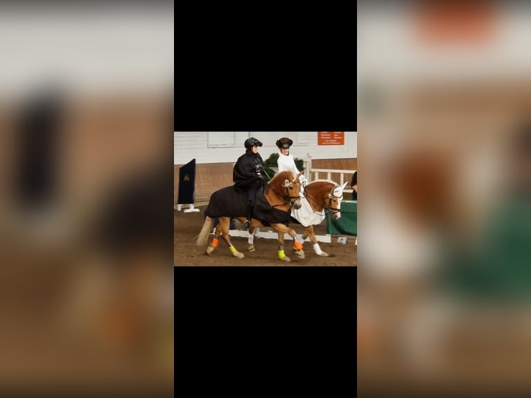 Haflinger Stute 9 Jahre 147 cm Fuchs in Laatzen