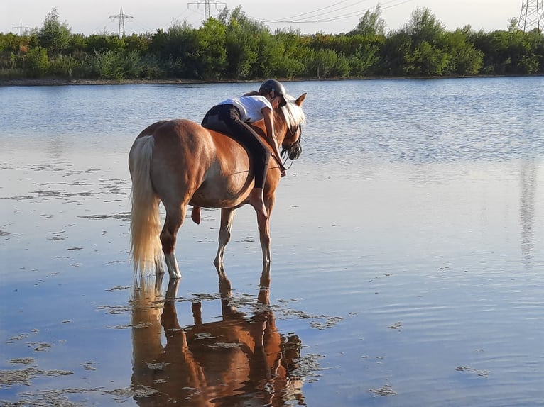 Haflinger Stute 9 Jahre 147 cm Fuchs in Laatzen