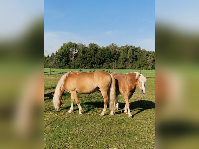 Haflinger Stute 9 Jahre 147 cm Fuchs in Laatzen