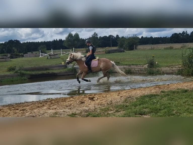 Haflinger Stute 9 Jahre 147 cm Fuchs in Laatzen