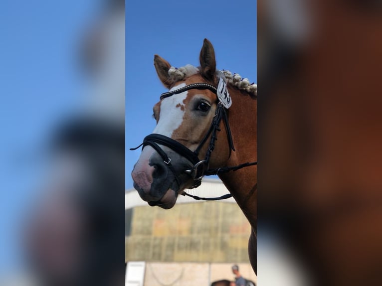 Haflinger Stute 9 Jahre 147 cm Fuchs in Laatzen