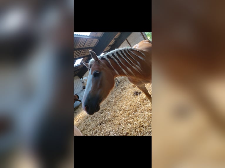 Haflinger Stute 9 Jahre 148 cm in Ruppichterot