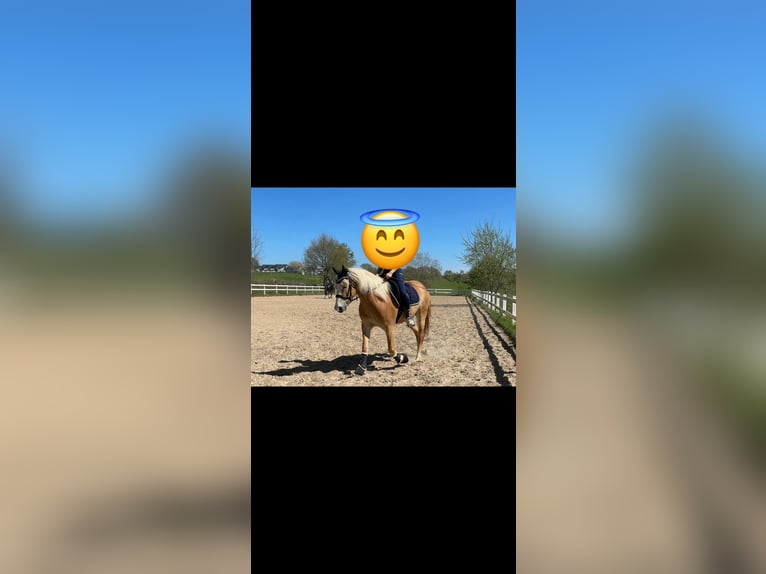 Haflinger Stute 9 Jahre 148 cm in Ruppichterot