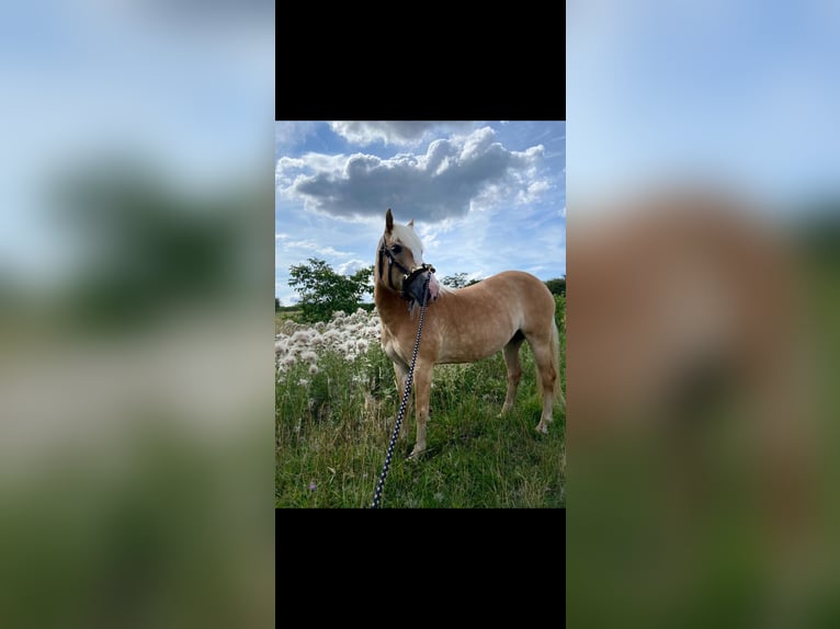 Haflinger Stute 9 Jahre 148 cm in Ruppichterot