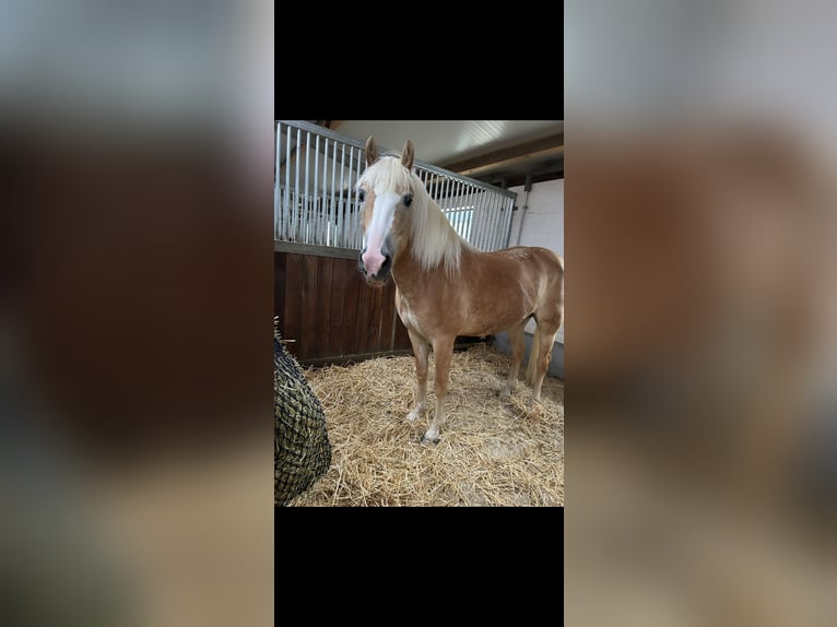 Haflinger Stute 9 Jahre 148 cm in Ruppichterot
