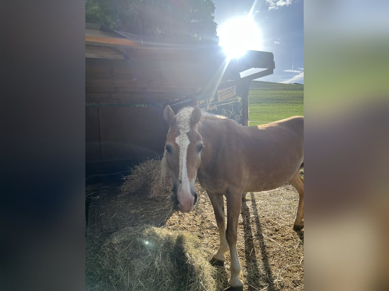 Haflinger Stute 9 Jahre 148 cm Fuchs in Bad Waldsee