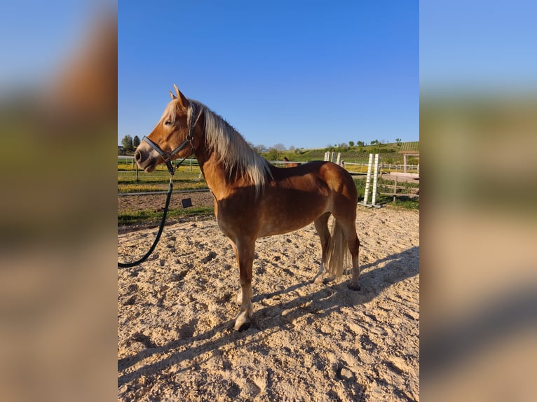 Haflinger Stute 9 Jahre 148 cm Fuchs in Alten