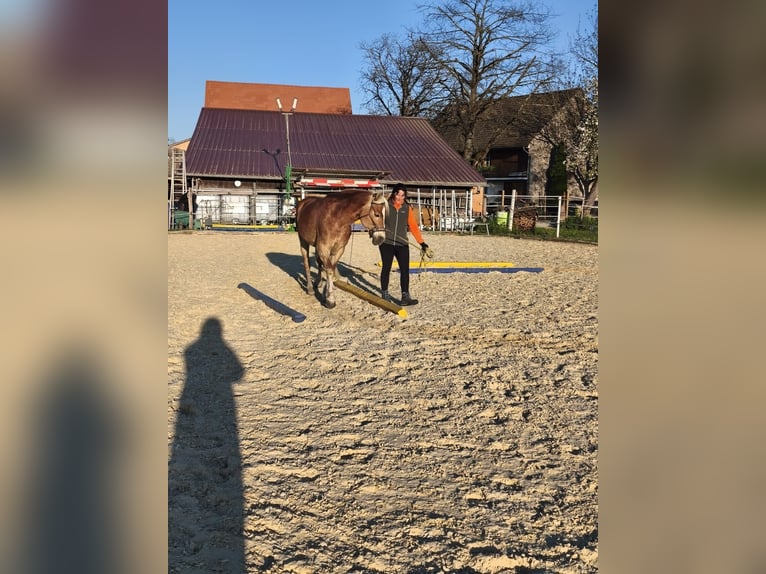 Haflinger Stute 9 Jahre 148 cm Fuchs in Alten