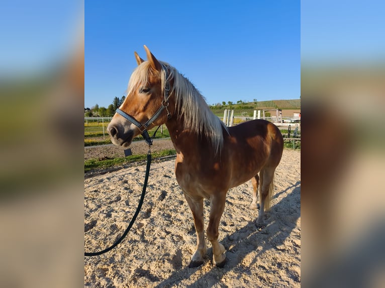 Haflinger Stute 9 Jahre 148 cm Fuchs in Alten