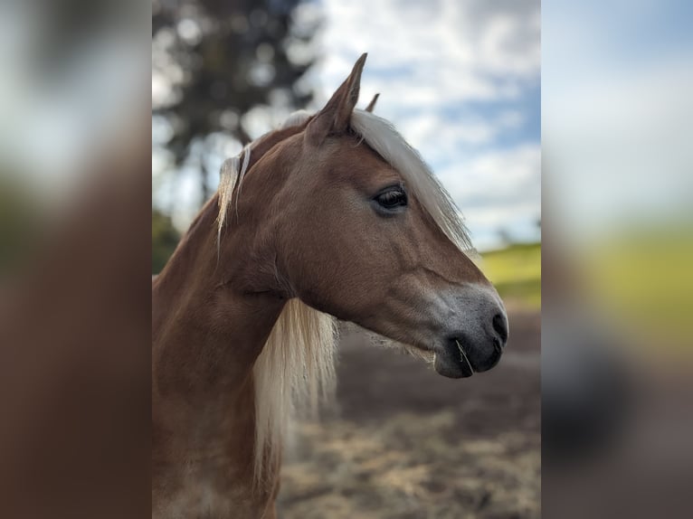 Haflinger Stute 9 Jahre 148 cm Fuchs in Bad K&#xF6;stritz