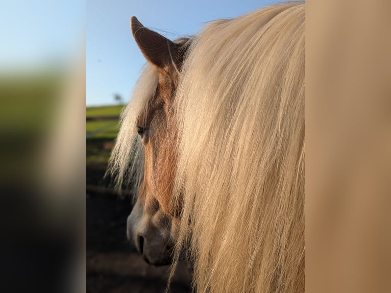 Haflinger Stute 9 Jahre 148 cm Fuchs in Bad K&#xF6;stritz