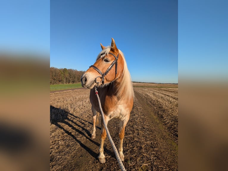 Haflinger Stute 9 Jahre 148 cm Fuchs in Bad K&#xF6;stritz