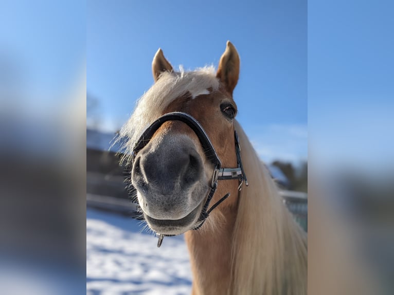 Haflinger Stute 9 Jahre 148 cm Fuchs in Bad K&#xF6;stritz
