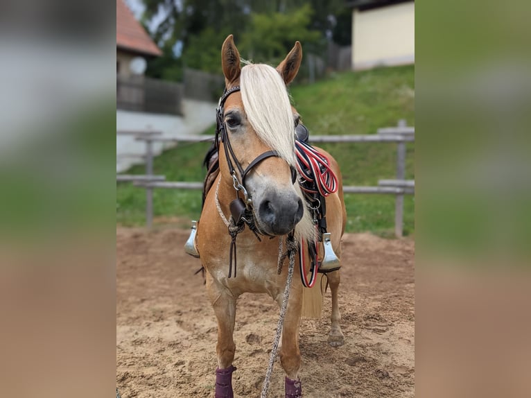 Haflinger Stute 9 Jahre 148 cm Fuchs in Bad K&#xF6;stritz