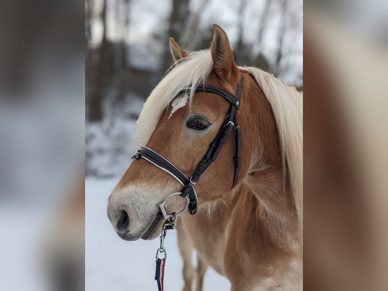 Haflinger Stute 9 Jahre 148 cm Fuchs in Bad K&#xF6;stritz
