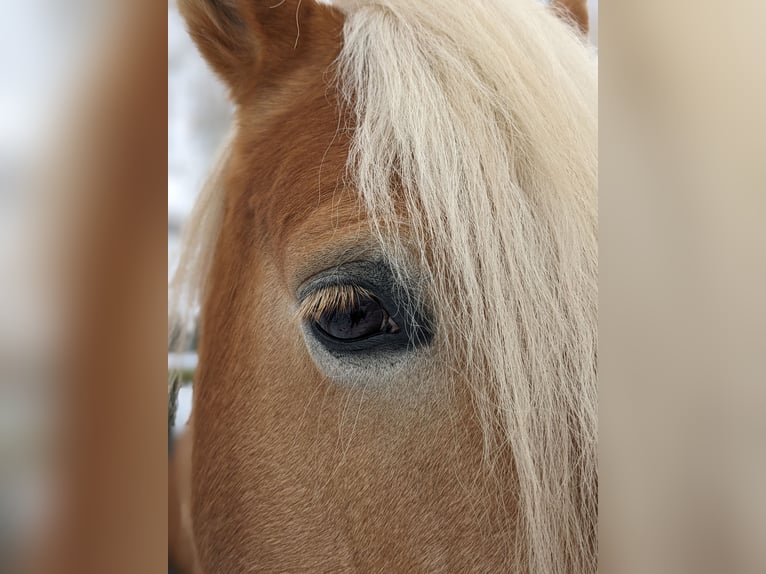 Haflinger Stute 9 Jahre 148 cm Fuchs in Bad K&#xF6;stritz