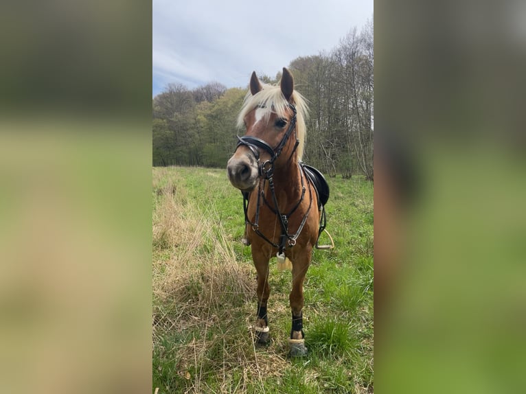 Haflinger Stute 9 Jahre 149 cm Dunkelfuchs in Straden Haflinger Stute 9 Jahre 149 cm Dunkelfuchs in Straden