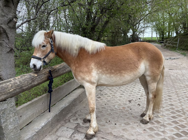 Haflinger Stute 9 Jahre 149 cm Fuchs in Burkau