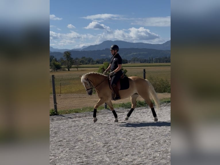 Haflinger Stute 9 Jahre 150 cm  in Pettenbach