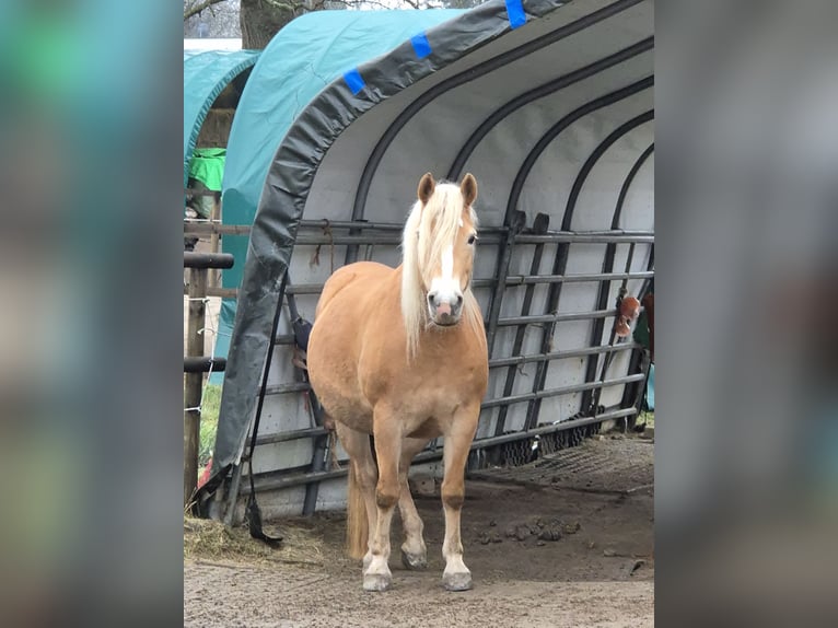 Haflinger Stute 9 Jahre 150 cm  in Hauset