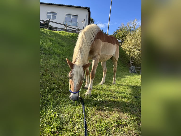 Haflinger Stute 9 Jahre 150 cm Fuchs in St.Paul