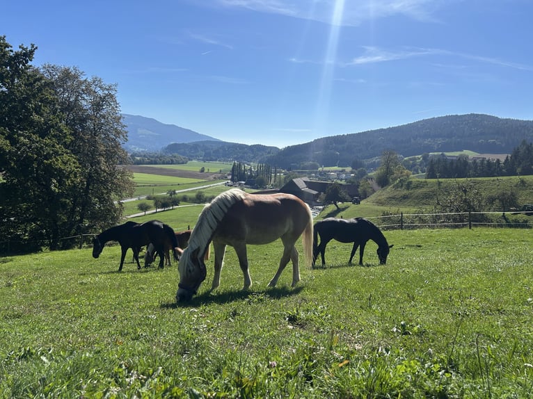 Haflinger Stute 9 Jahre 150 cm Fuchs in St.Paul