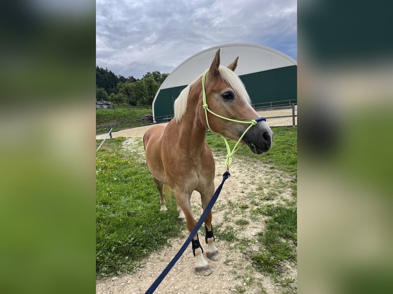 Haflinger Stute 9 Jahre 150 cm Fuchs in St.Paul