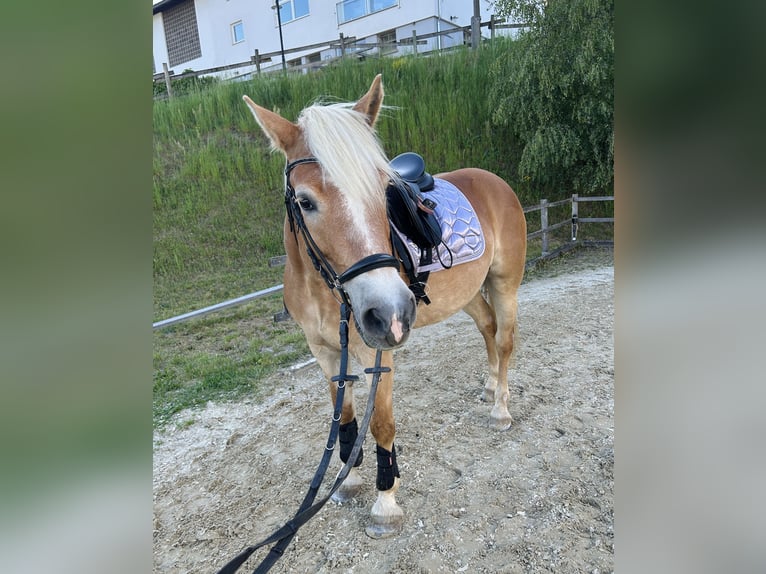 Haflinger Stute 9 Jahre 150 cm Fuchs in St.Paul