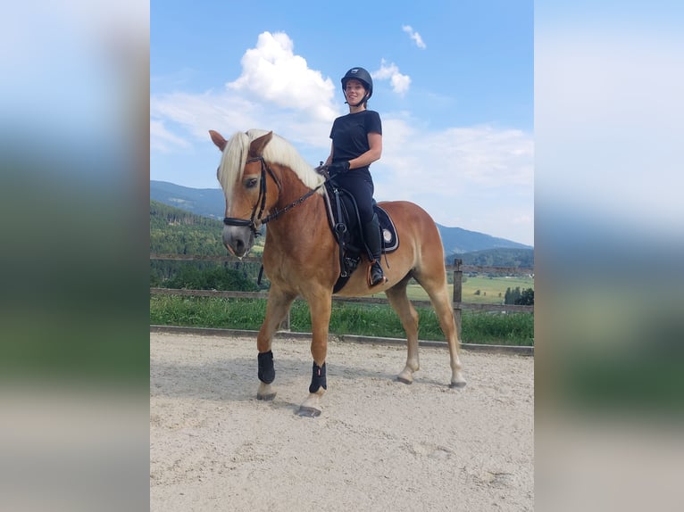 Haflinger Stute 9 Jahre 150 cm Fuchs in Wolfsberg