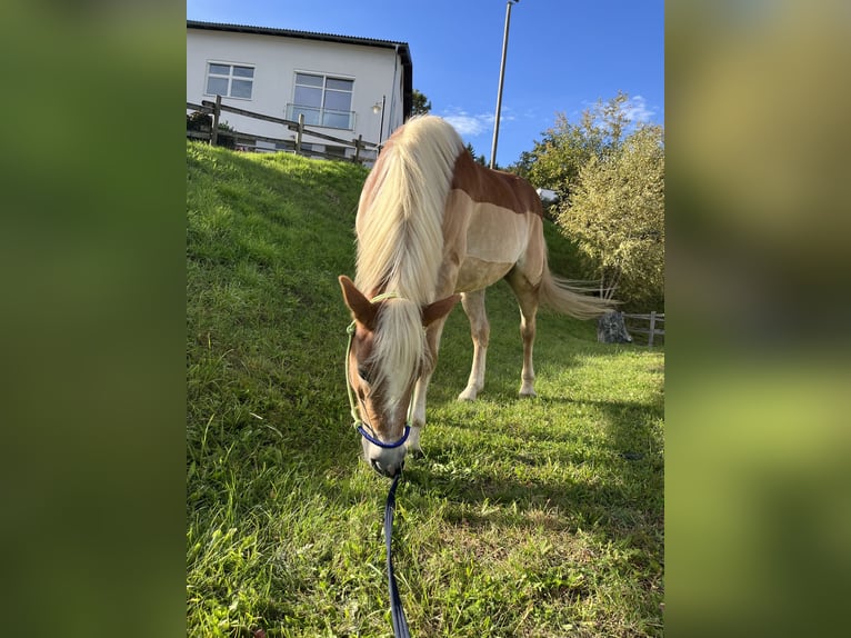 Haflinger Stute 9 Jahre 150 cm Fuchs in Wolfsberg
