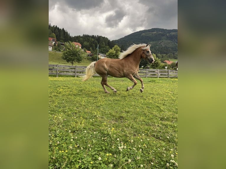 Haflinger Stute 9 Jahre 151 cm in Schöder Haflinger Stute 9 Jahre 151 cm in Schöder